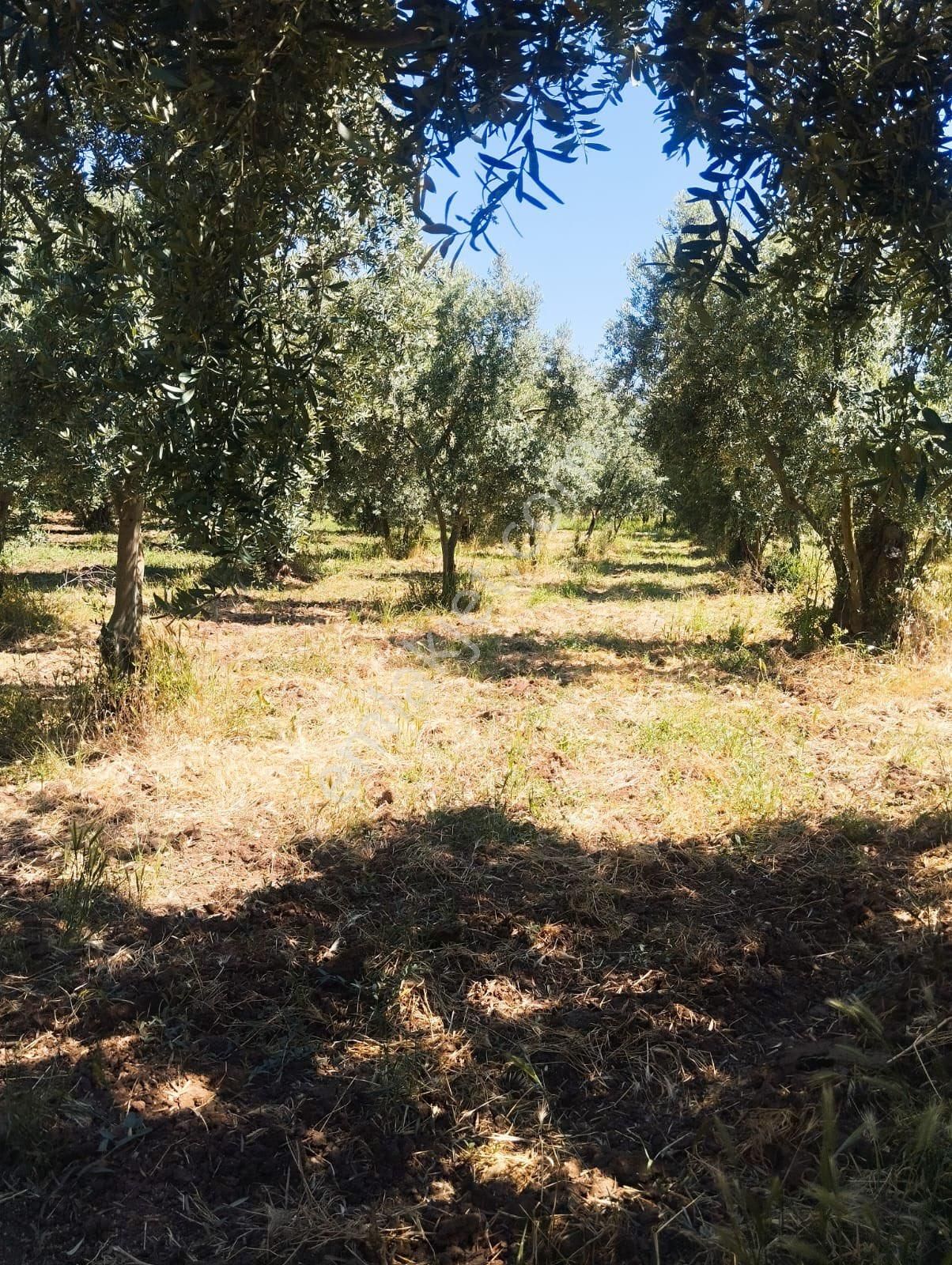Beka Gayrimenkul Den Çakırlı Köyünde 706 M2 Bakımlı Zeytinlik - Görsel 16