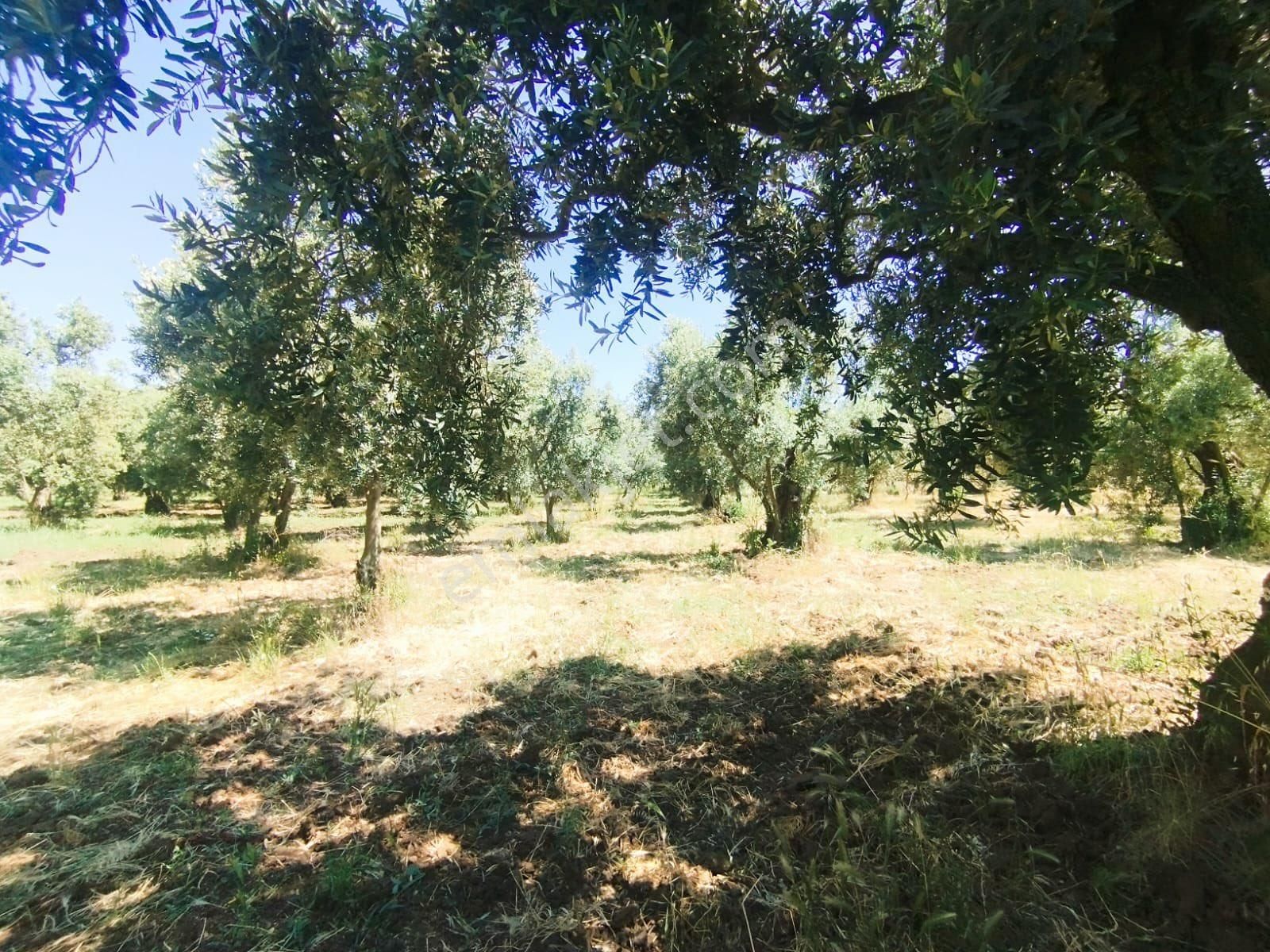 Beka Gayrimenkul Den Çakırlı Köyünde 706 M2 Bakımlı Zeytinlik - Görsel 14