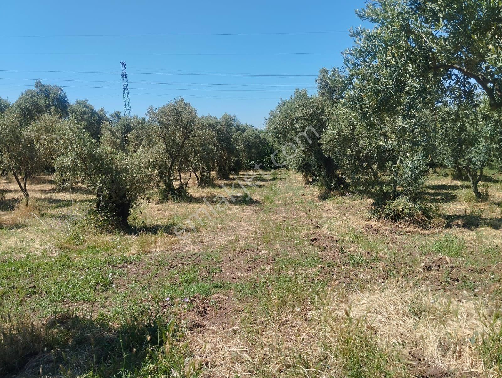 Çakırlı Köyünde 706 M2 Bakımlı Zeytinlik