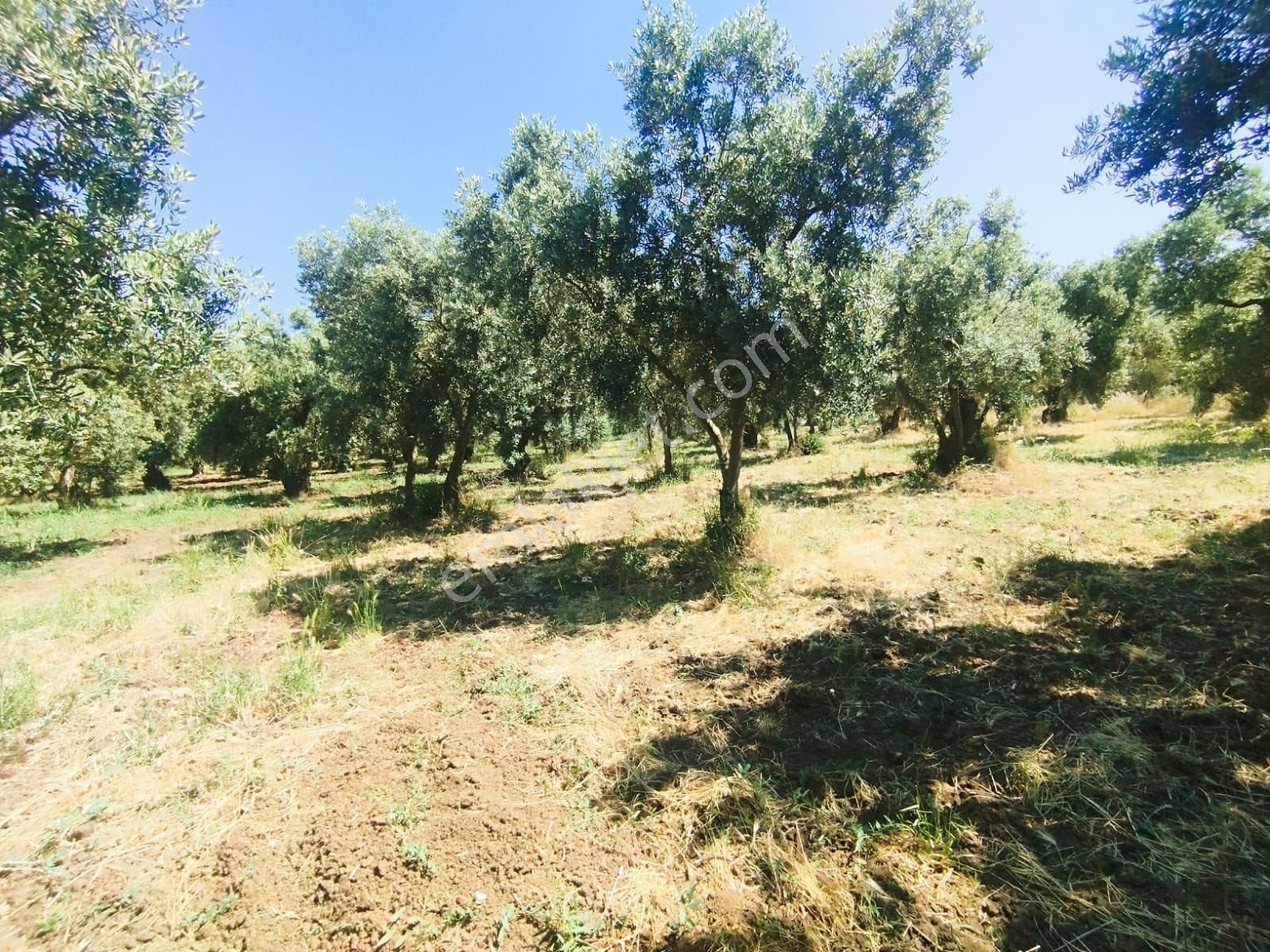 Beka Gayrimenkul Den Çakırlı Köyünde 706 M2 Bakımlı Zeytinlik - Görsel 13