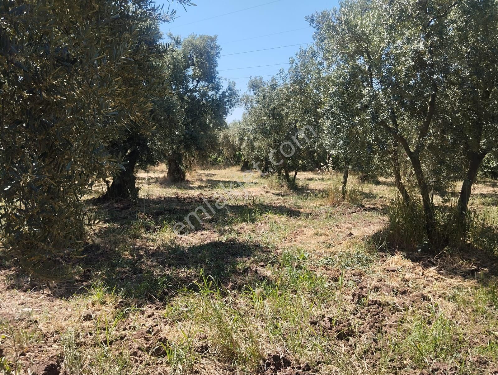 Beka Gayrimenkul Den Çakırlı Köyünde 706 M2 Bakımlı Zeytinlik - Görsel 8