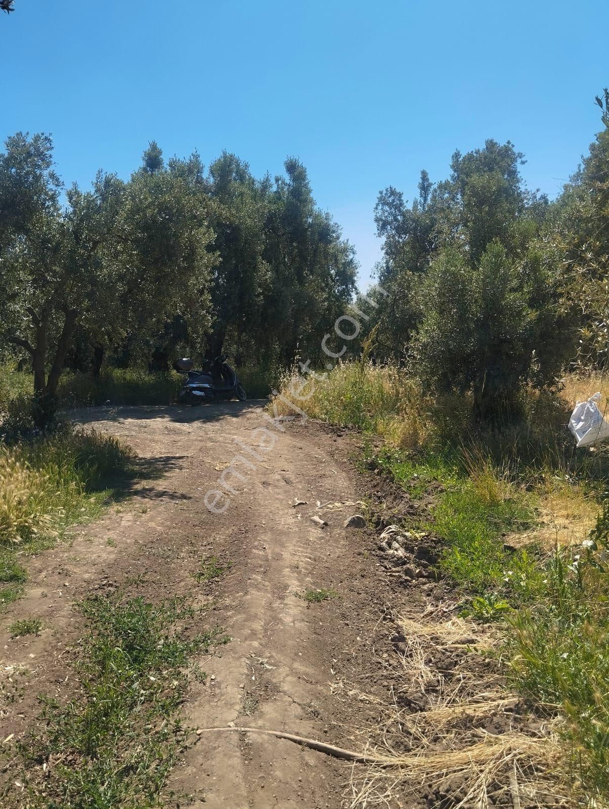 Beka Gayrimenkul Den Çakırlı Köyünde 706 M2 Bakımlı Zeytinlik - Görsel 4