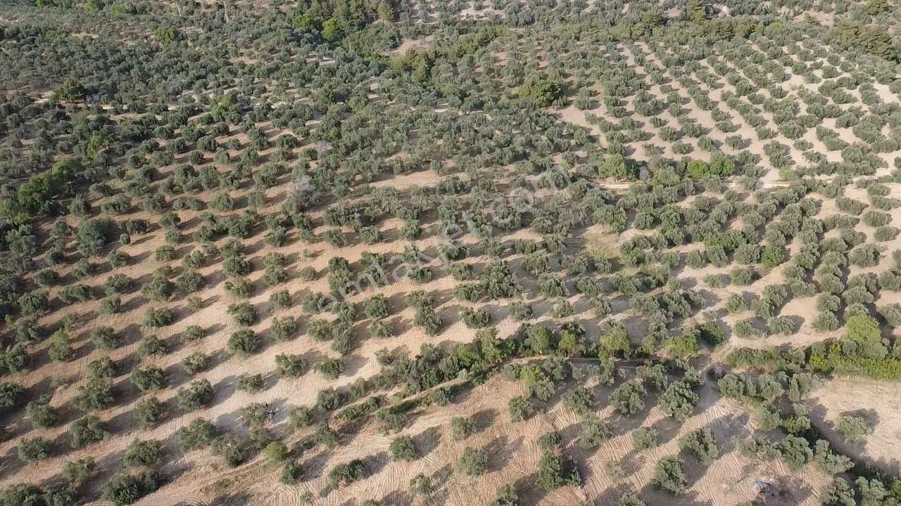 Ön Emlak'tan Burhaniye Kızıklı Köyünde Satılık 6.260 M2 Zeytinlik! - Görsel 6