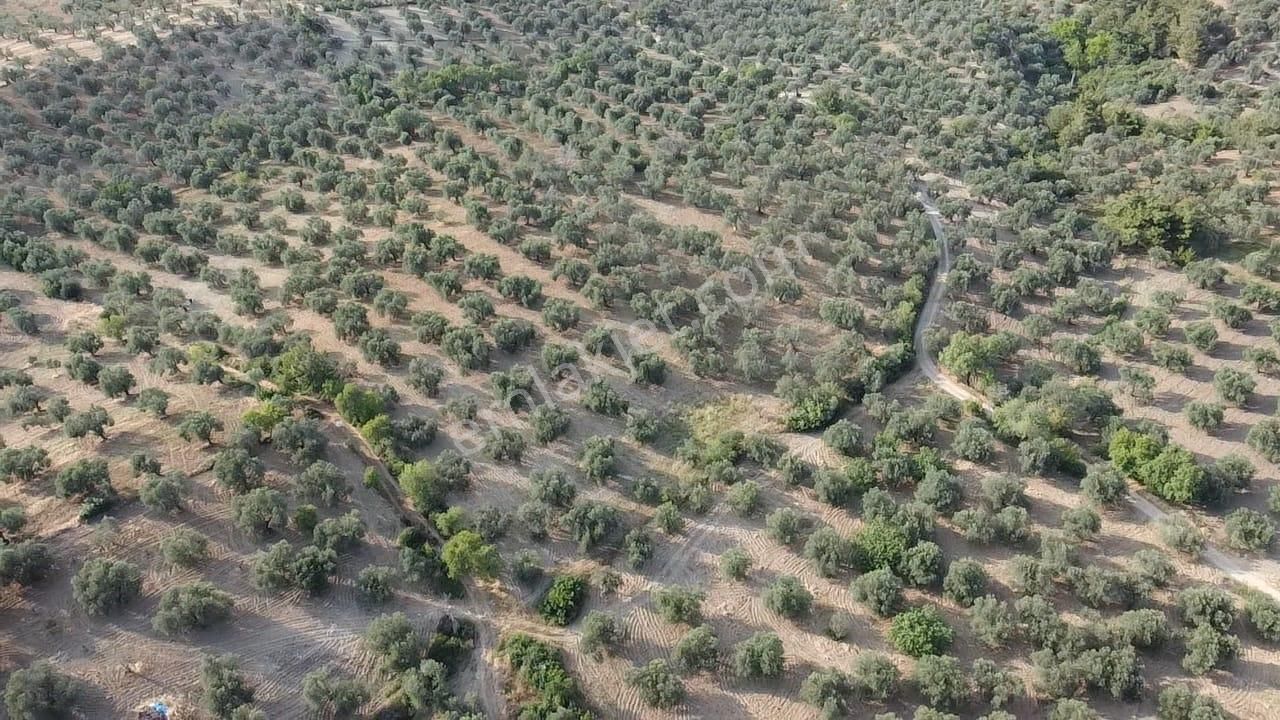 Ön Emlak'tan Burhaniye Kızıklı Köyünde Satılık 6.260 M2 Zeytinlik! - Görsel 8