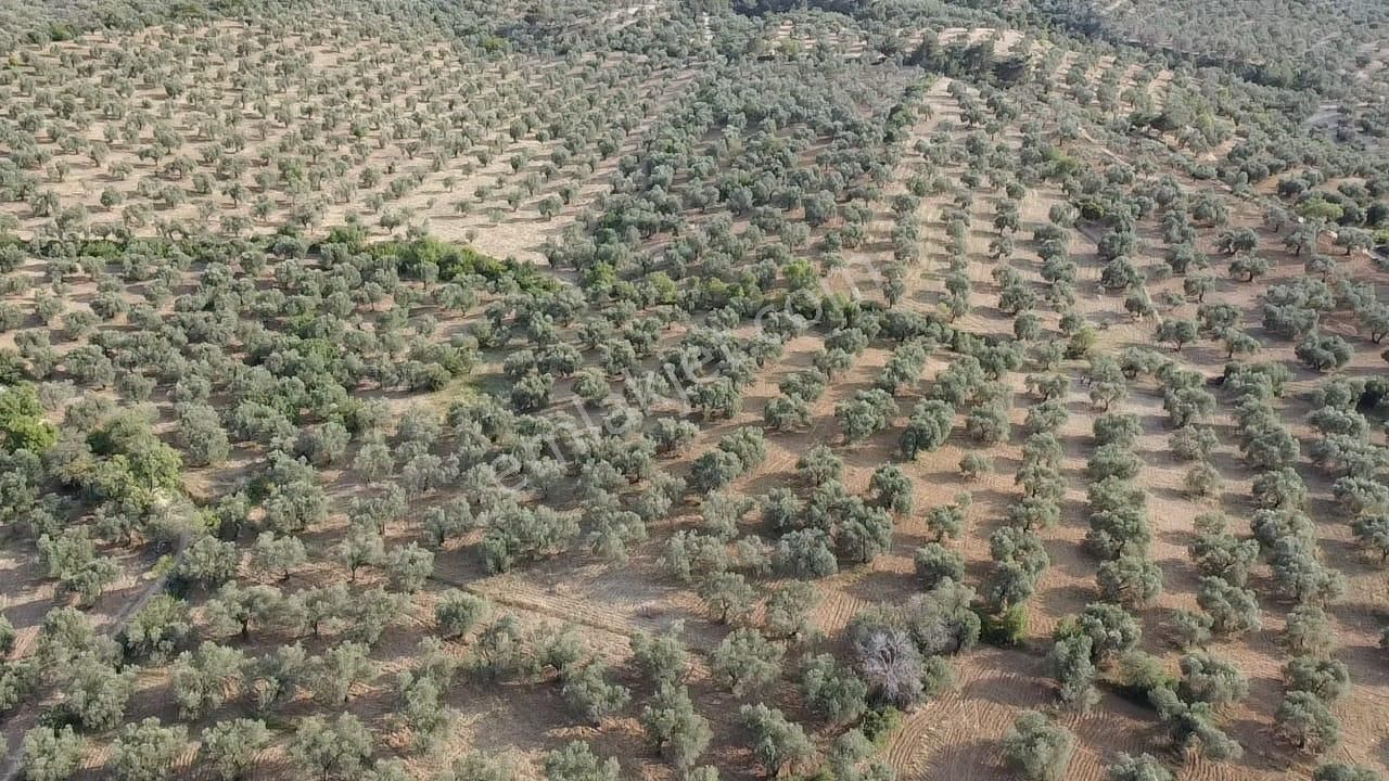 Ön Emlak'tan Burhaniye Kızıklı Köyünde Satılık 6.260 M2 Zeytinlik! - Görsel 11