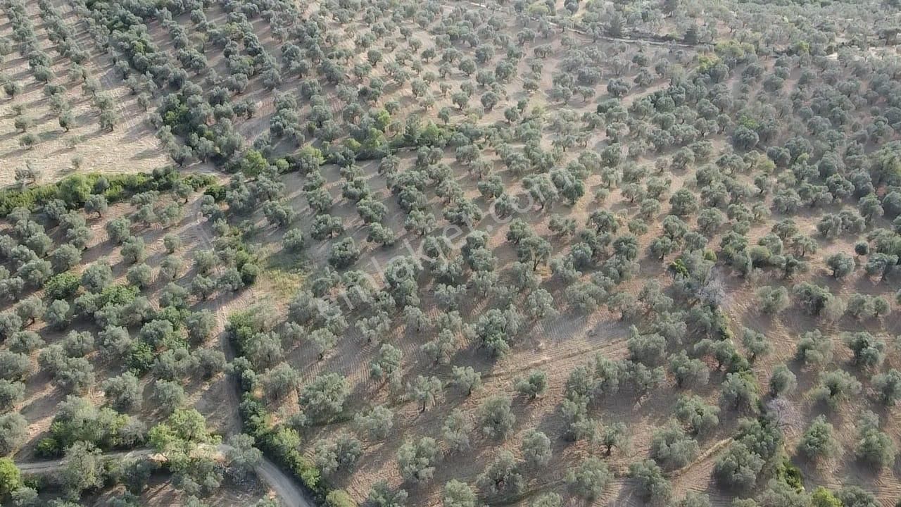 Ön Emlak'tan Burhaniye Kızıklı Köyünde Satılık 6.260 M2 Zeytinlik! - Görsel 10