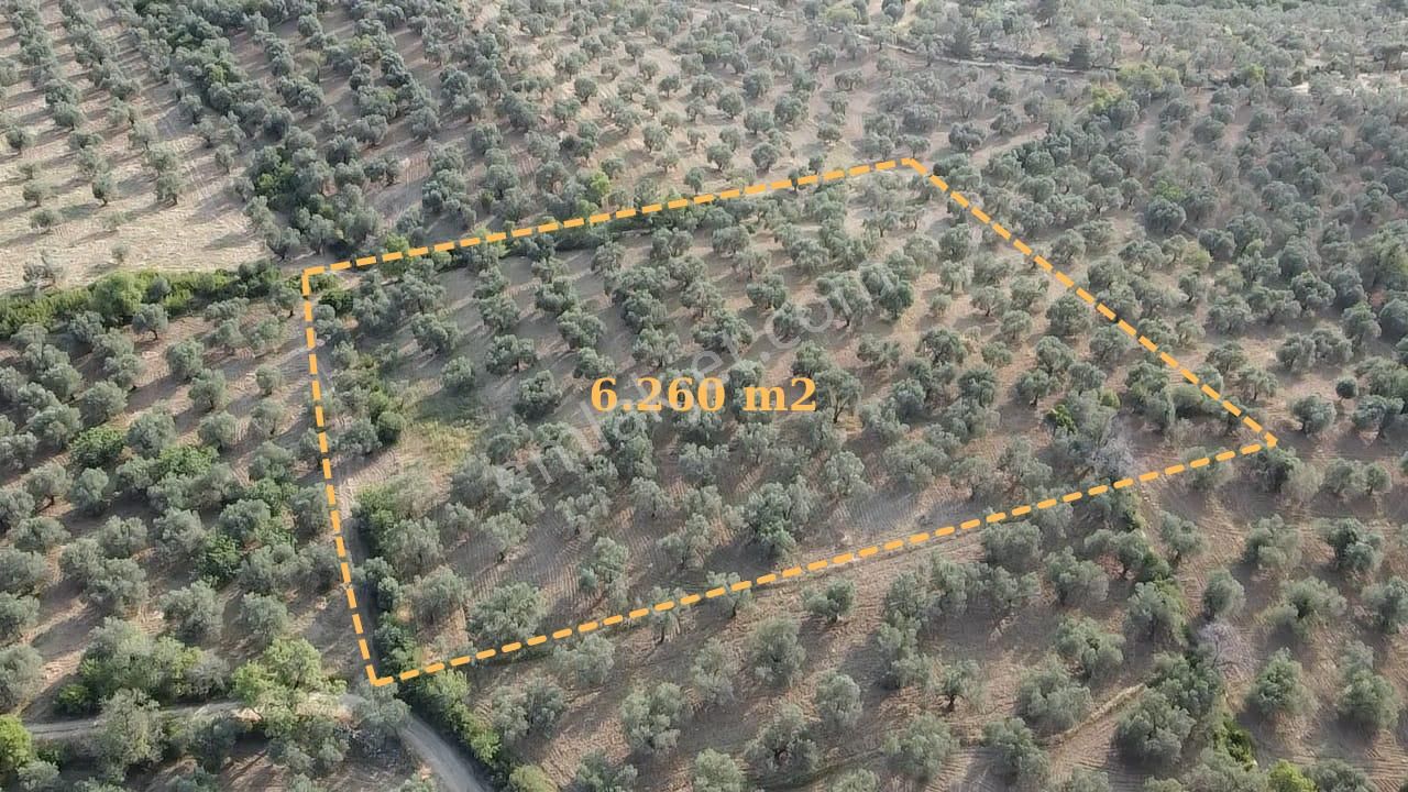 Ön Emlak'tan Burhaniye Kızıklı Köyünde Satılık 6.260 M2 Zeytinlik!