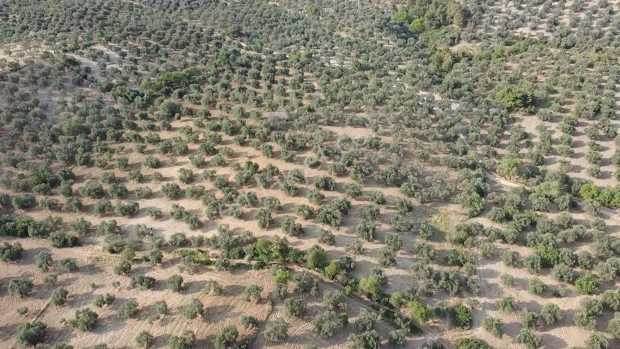 Ön Emlak'tan Burhaniye Kızıklı Köyünde Satılık 6.260 M2 Zeytinlik! - Görsel 7