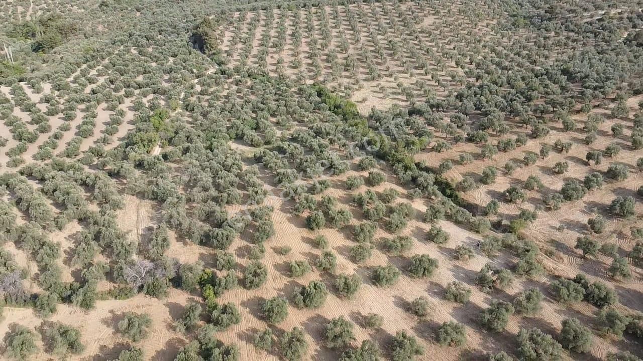 Ön Emlak'tan Burhaniye Kızıklı Köyünde Satılık 6.260 M2 Zeytinlik! - Görsel 13