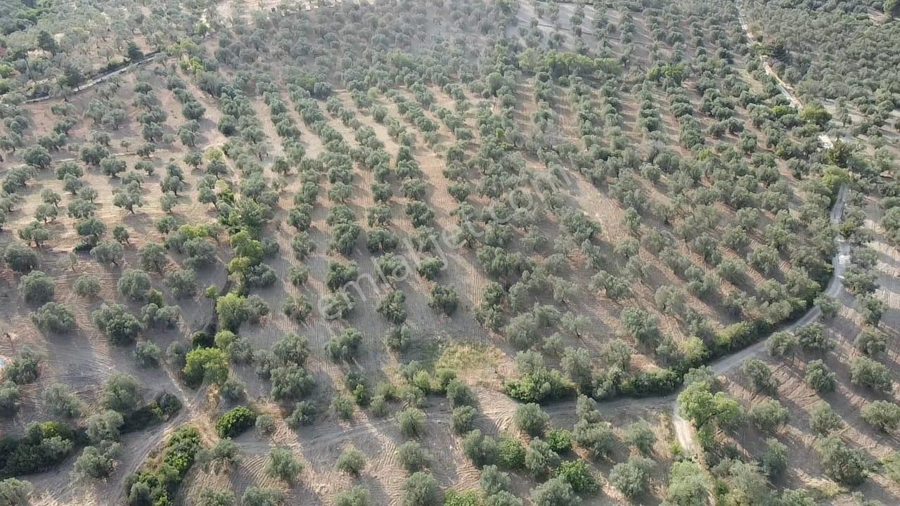 Ön Emlak'tan Burhaniye Kızıklı Köyünde Satılık 6.260 M2 Zeytinlik! - Görsel 14