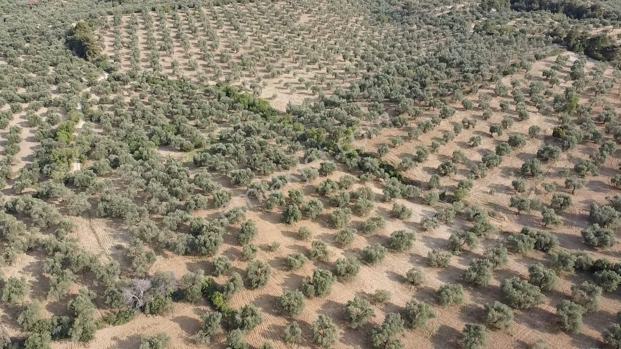 Ön Emlak'tan Burhaniye Kızıklı Köyünde Satılık 6.260 M2 Zeytinlik! - Görsel 12