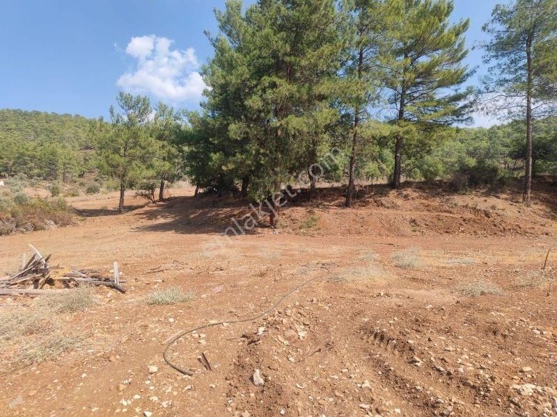 Stop’tan Müstakil Parsel,20 Adet Yetişmiş Ağaç,yolu Var,2851m²,1.650.000tl