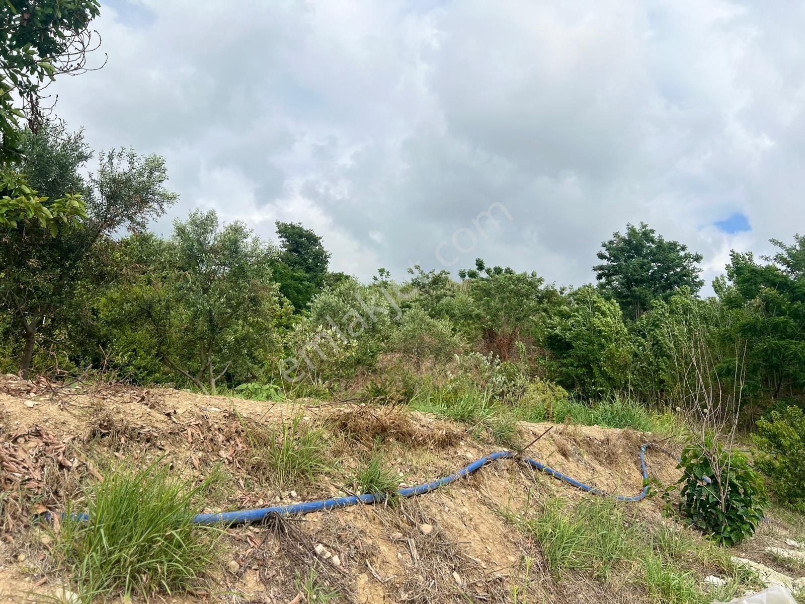 Belen Sarımazı Derebahçede Güney Cephe Tam Teşekküllü 18 Dönüm Çiftlik - Görsel 7
