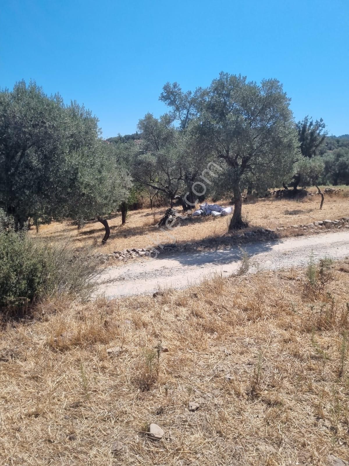 Milas Hasanlar Mah. Turizim Gelişme Bölgesinde Satılık Arazi - Görsel 14