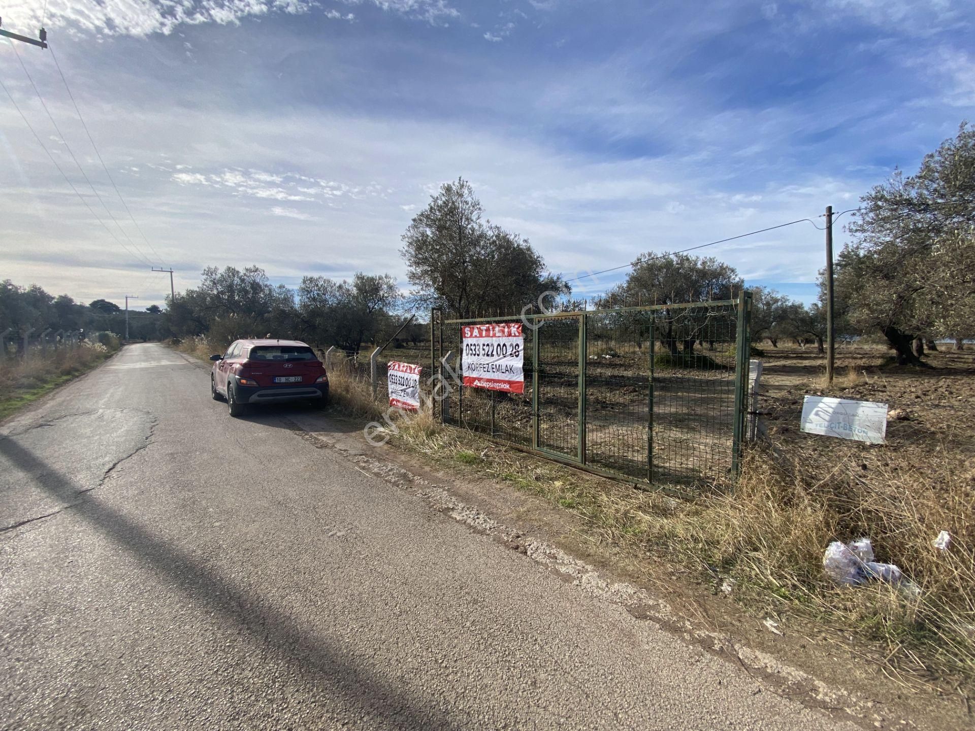 Balıkesir Ayvalık Sakarya Da Satılık 18 Donum Zeytinlik.yola Cepheli.