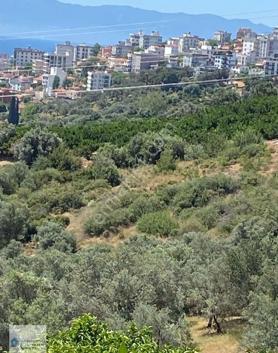 Eşsiz Konumu Ve Avantajlarıyla Gümüldür Mandalina Bahçesi! - Görsel 3
