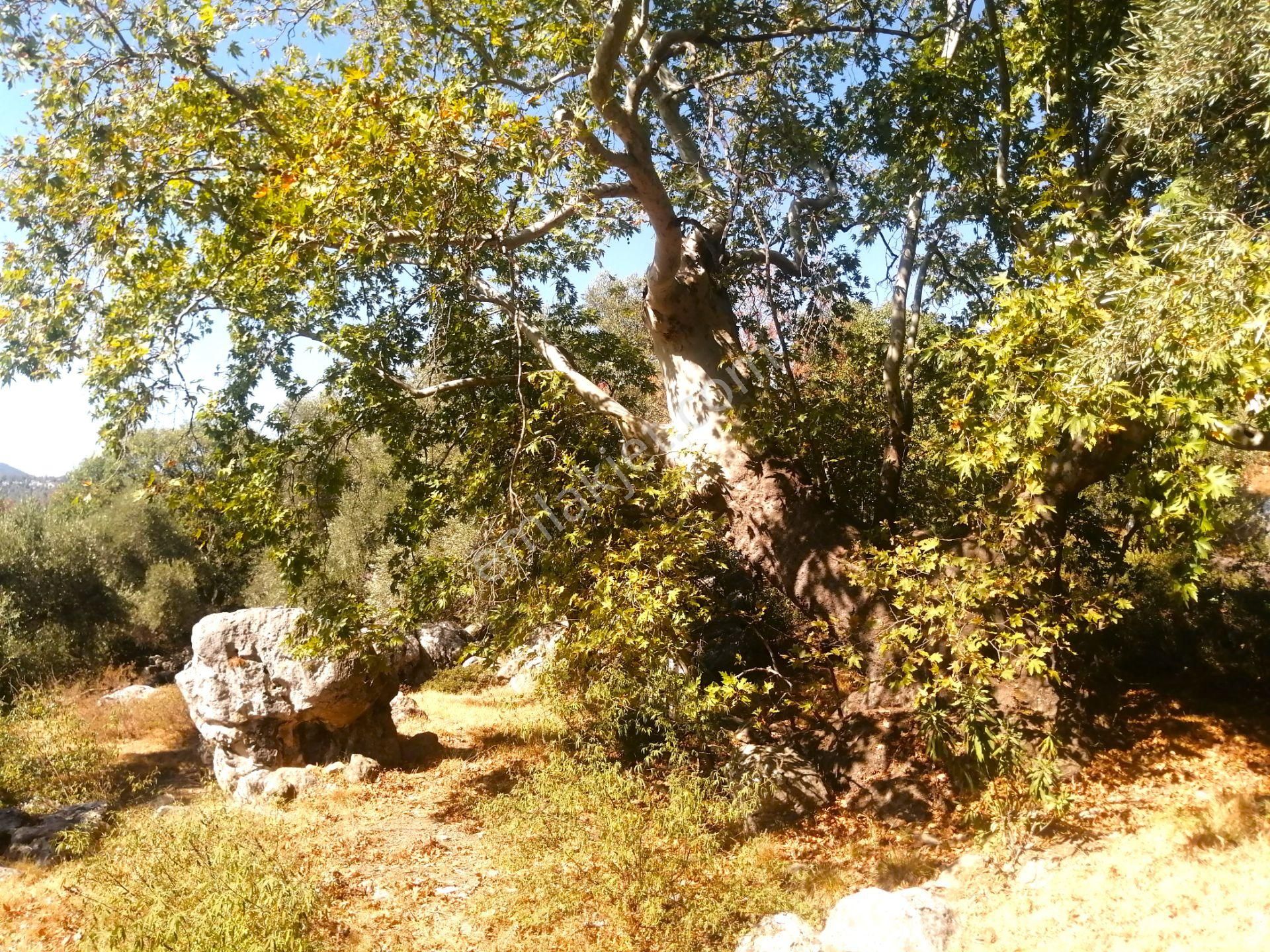 Milas Satılık Arsa