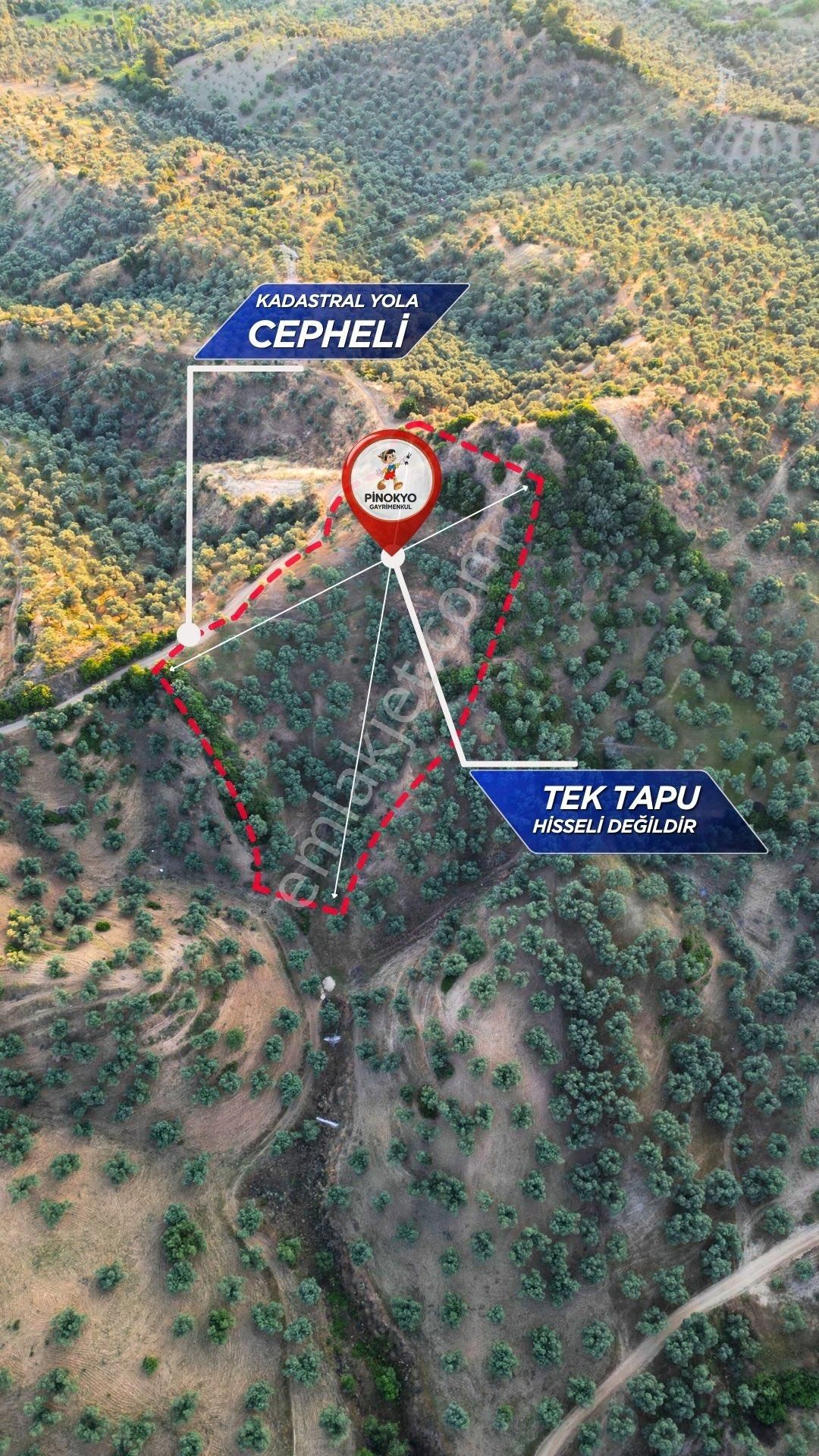 Germencik Hıdırbeyli'de Kadastro Yola Cephe Tek Tapu Zeytinlik - Görsel 11
