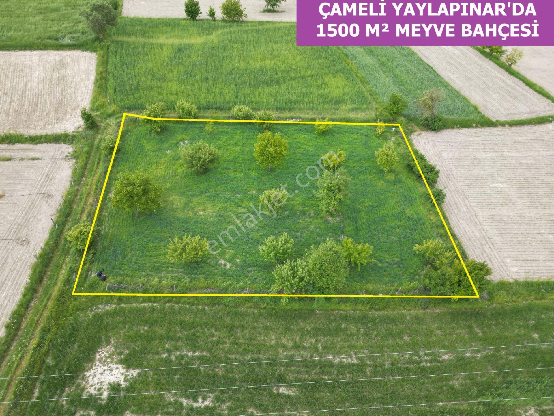 🦋lobby Fortis'ten Satılık Çameli Yaylapınar'da 1500 M² Meyve Bahçesi🦋