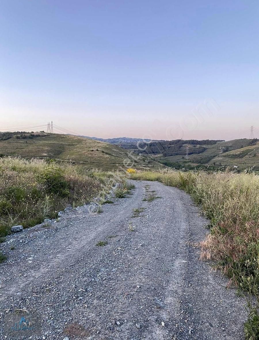 Almina'dan 578m2 Tek Tapu Yolu Olan Manzaralı Zeytinlik