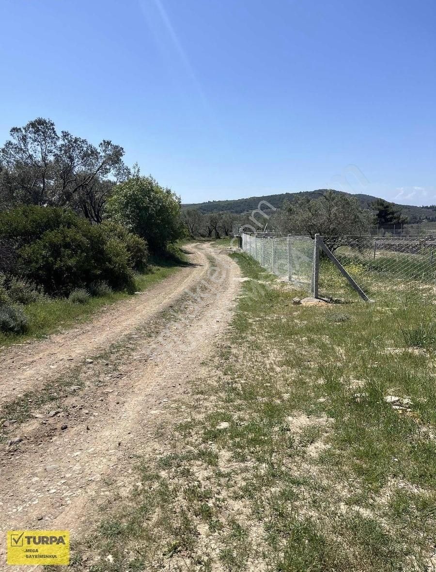 Aliağa Fatih Mahallesinde Satılık 502 M2 Zeytinlik - Görsel 6