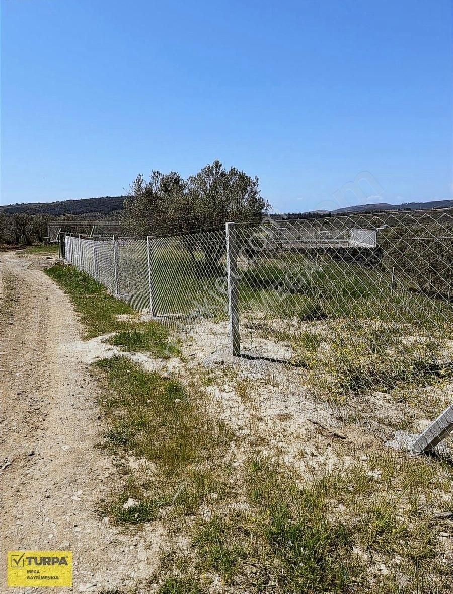 Aliağa Fatih Mahallesinde Satılık 502 M2 Zeytinlik - Görsel 16