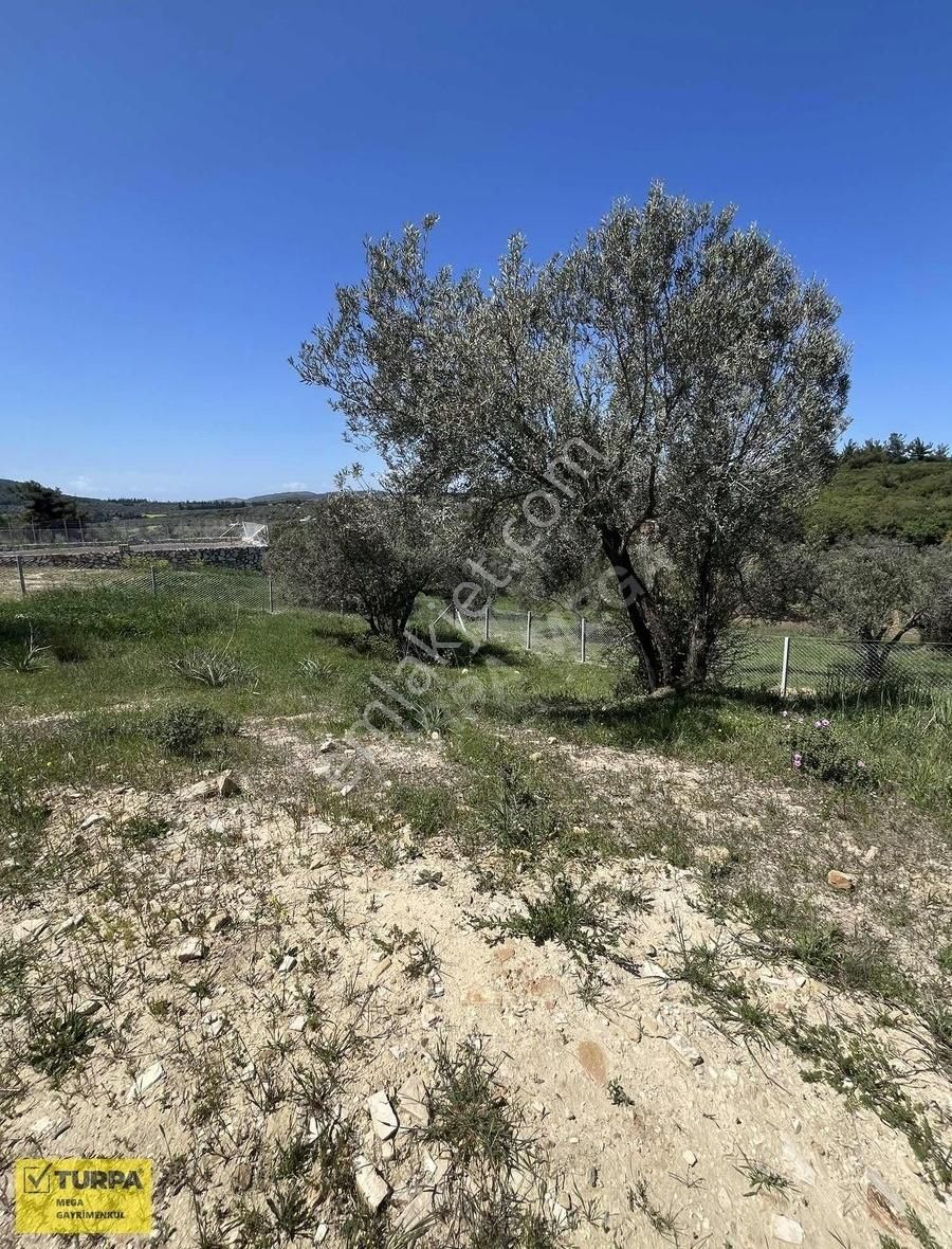 Aliağa Fatih Mahallesinde Satılık 502 M2 Zeytinlik - Görsel 10