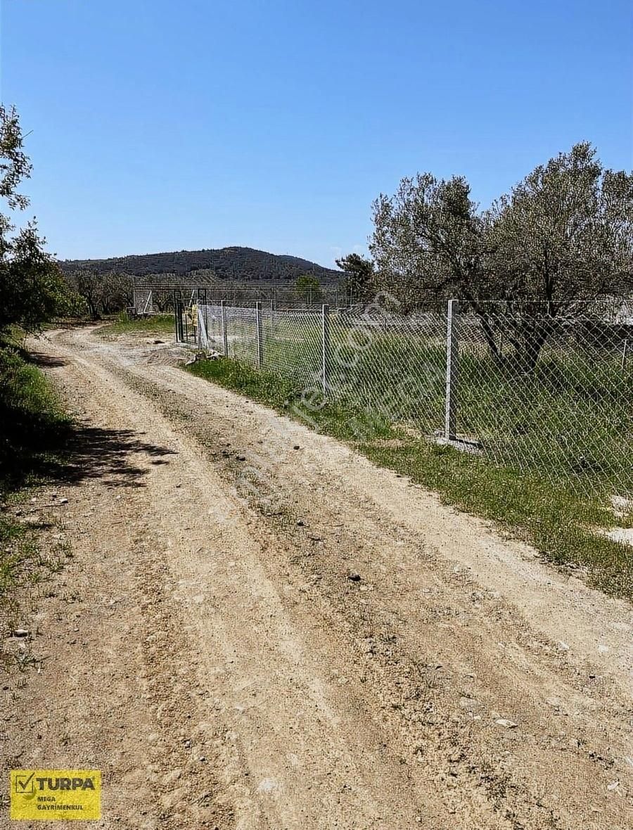 Aliağa Fatih Mahallesinde Satılık 502 M2 Zeytinlik - Görsel 12