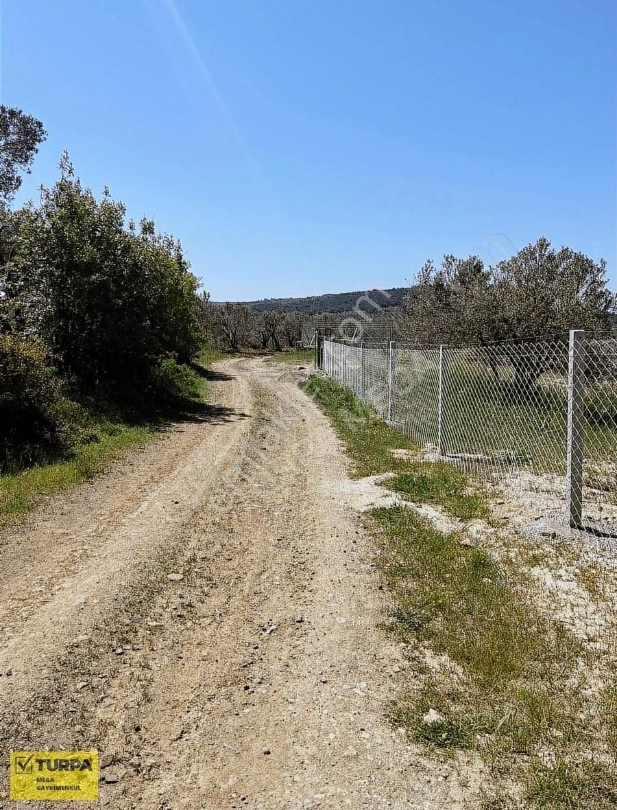 Aliağa Fatih Mahallesinde Satılık 502 M2 Zeytinlik - Görsel 18