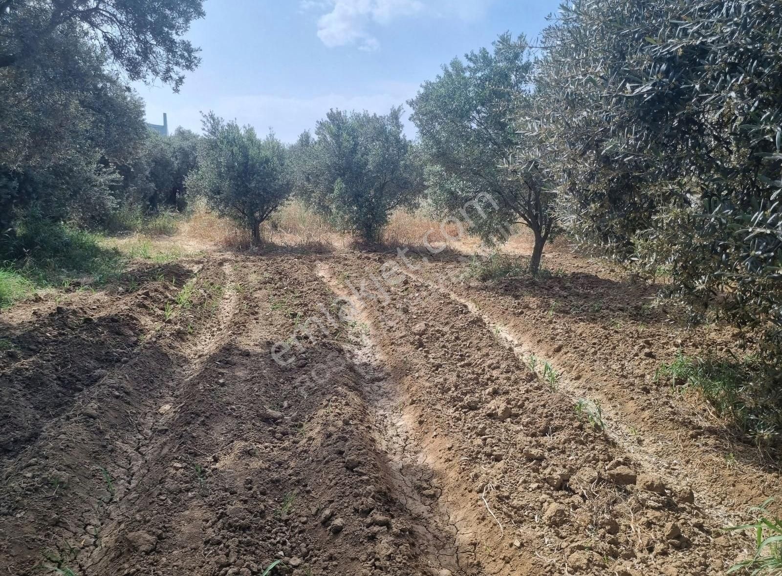 Torbalı Gazi Mustafa Kemal Mahallesinde 1221 M²satılık Zeytinlik