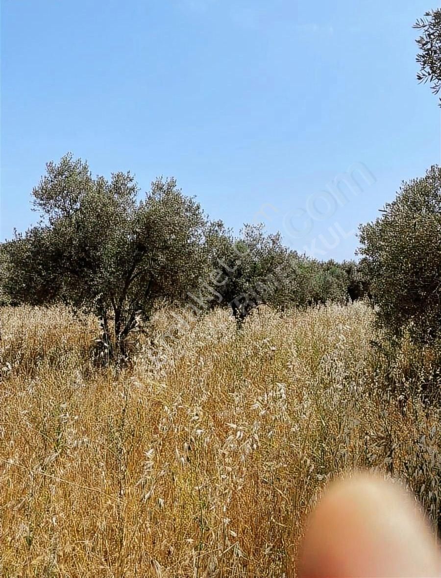 Torbalı Gazi Mustafa Kemal Mahallesinde 1221 M²satılık Zeytinlik - Görsel 2