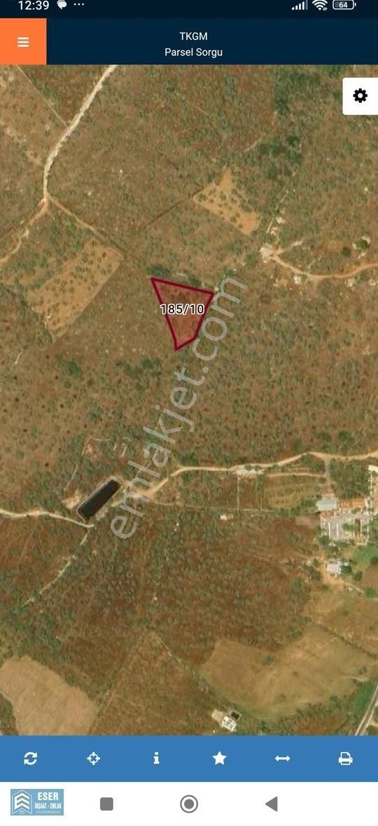 Muğla Milas Kazıklı Da 2.267 Metrekare Satılık Zeytinlik