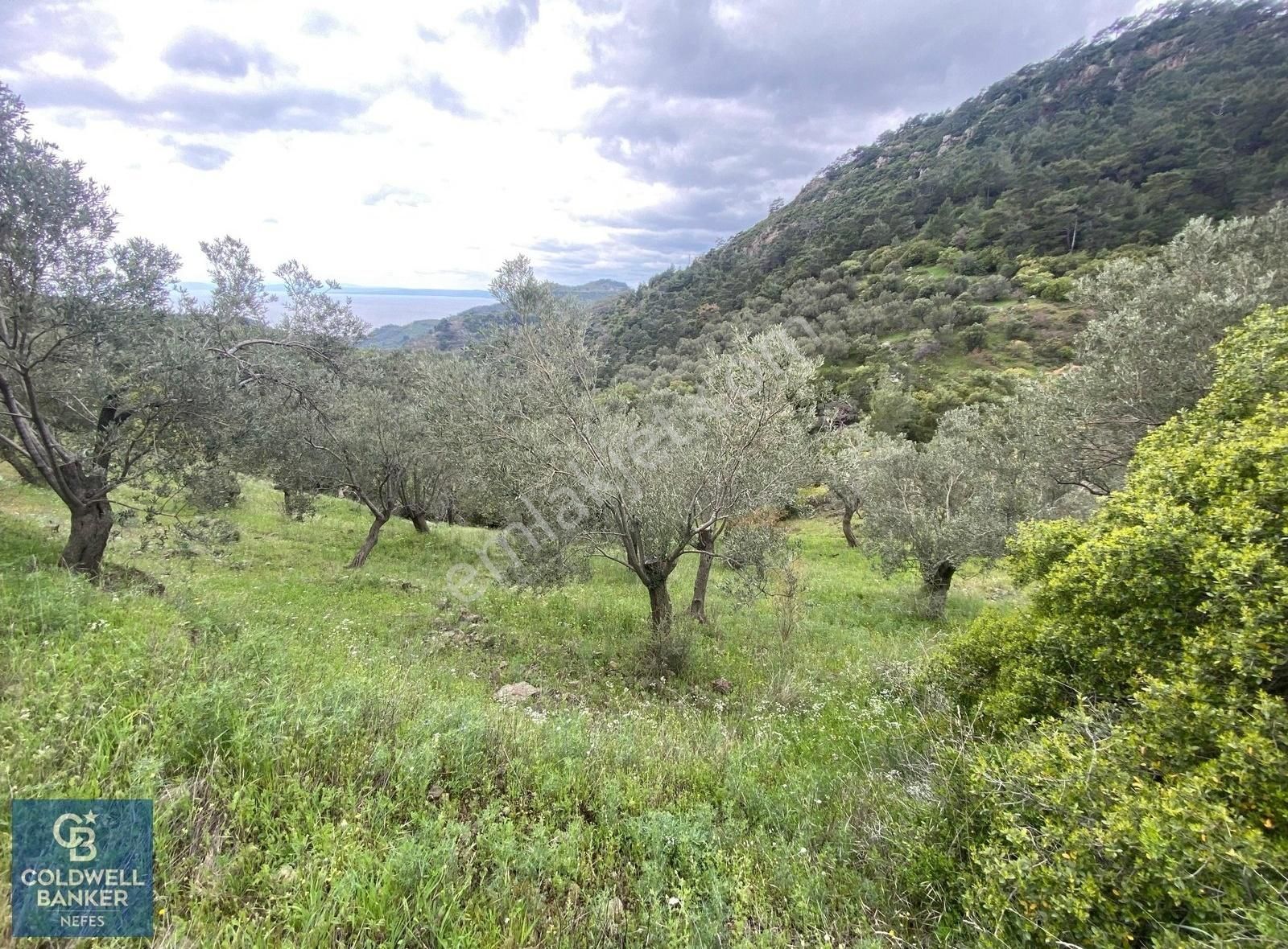 Çanakkale Ayvacık Demirci Köyü 5.898 M² Satılık Zeytinlik
