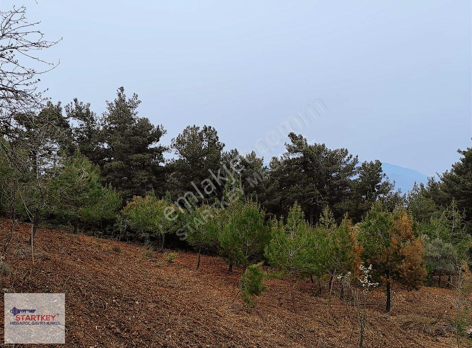 Kemalpaşa Armutlu Hürrıyet 4027m2 Yatırımlık Tek Parsel Fırsatı!