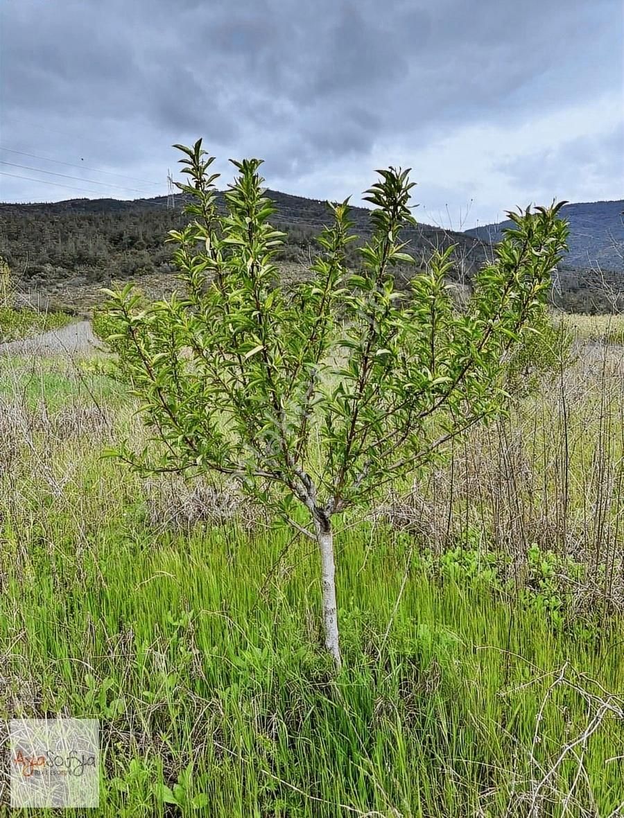 Bursa Gürsu İğdir De Satılık Suyu Dibinde 4621m2 Şeftali Bahçesi