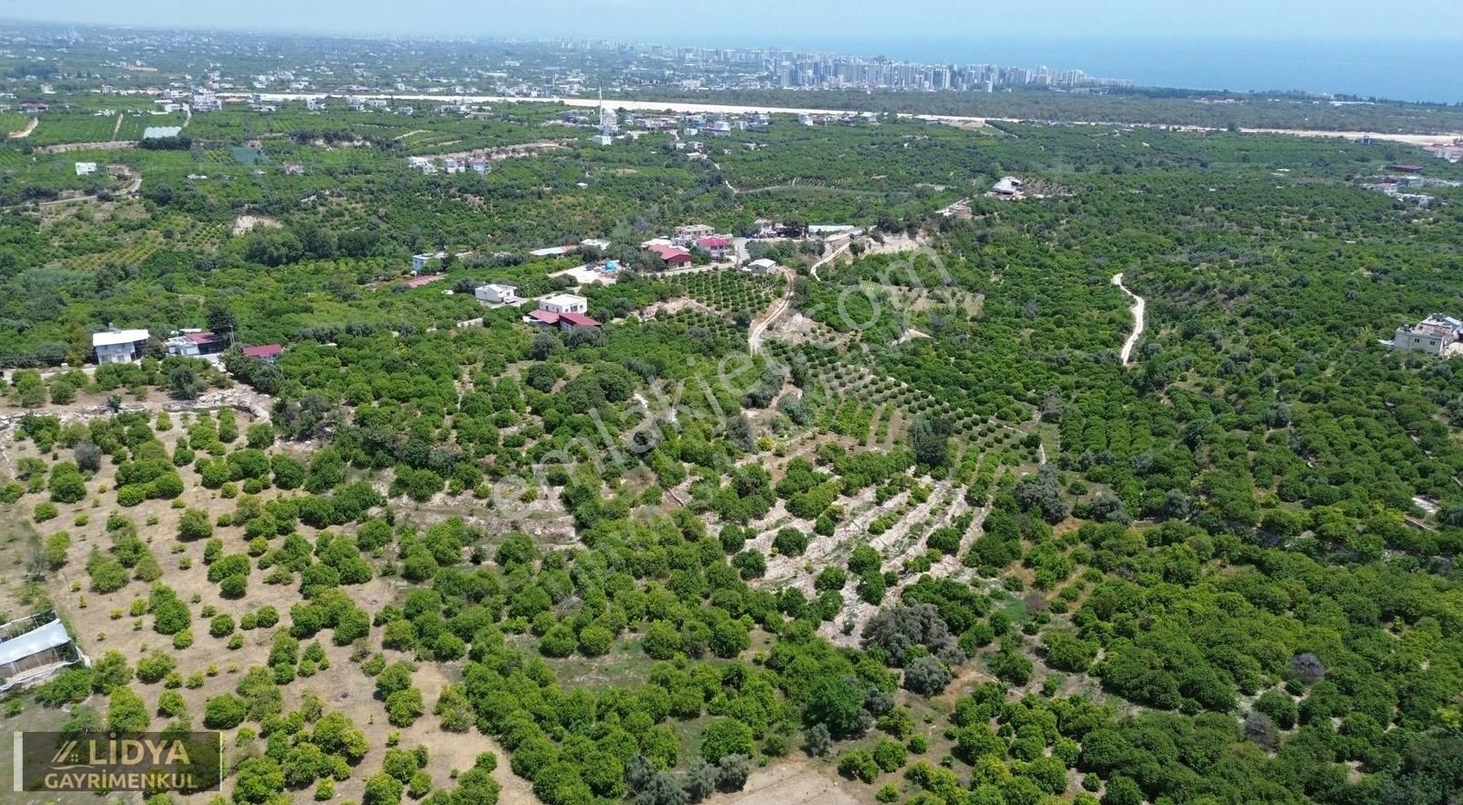 5,800 M2 Limon Bahçesi
