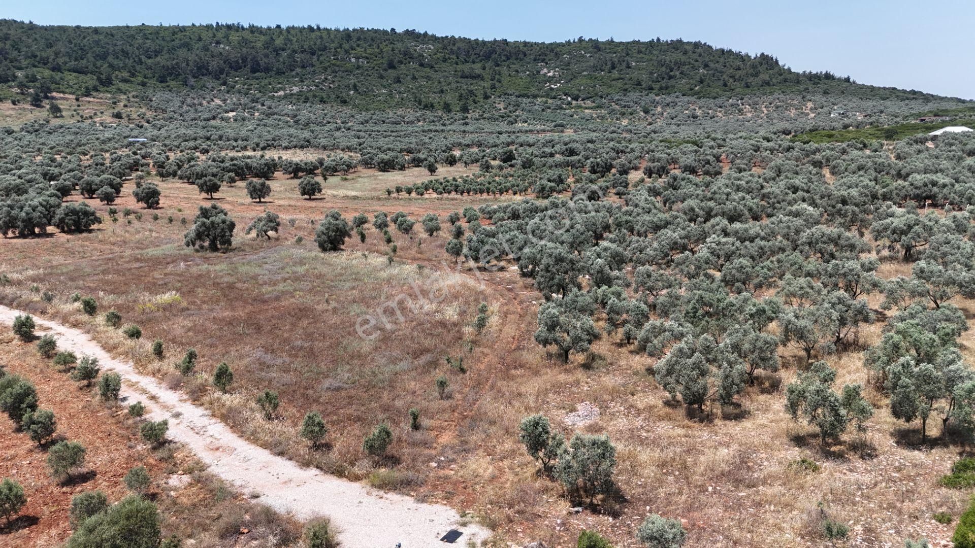 İzmir Menderes Denize Yakın Gölovasında 2400 M2 Zeytinlik Rızayı Taksimli