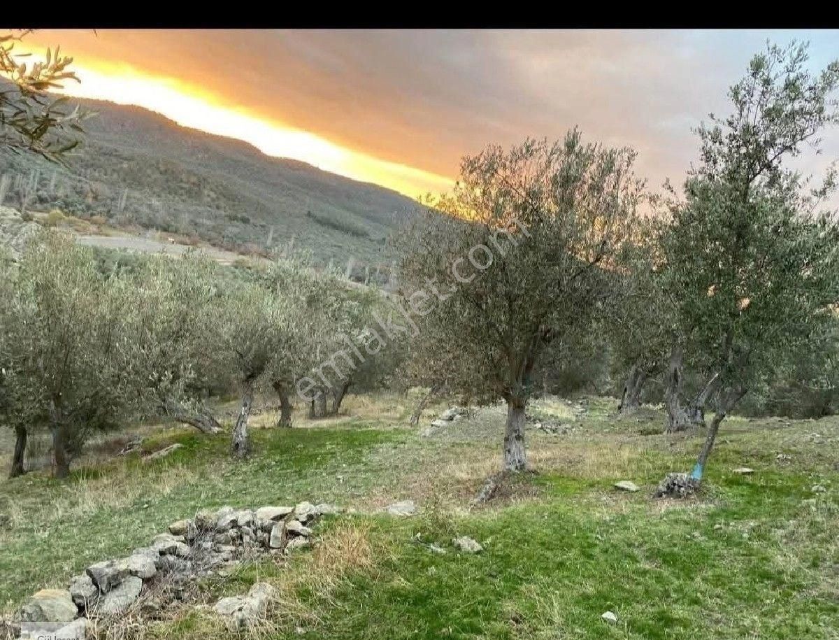 Burhaniye Karadere Mah. Satılık Zeytinlik