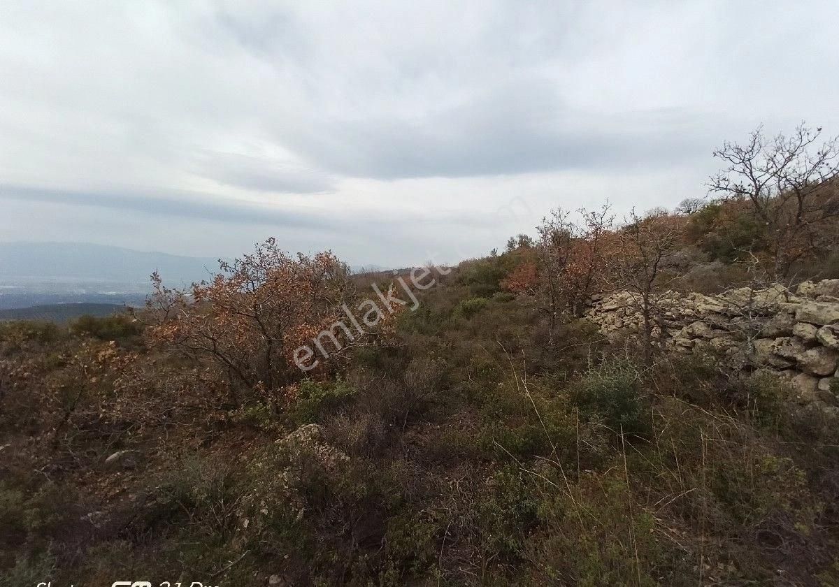 Burhaniye Kuyucak Mahallesi'nde Satılık Tarla - Görsel 5