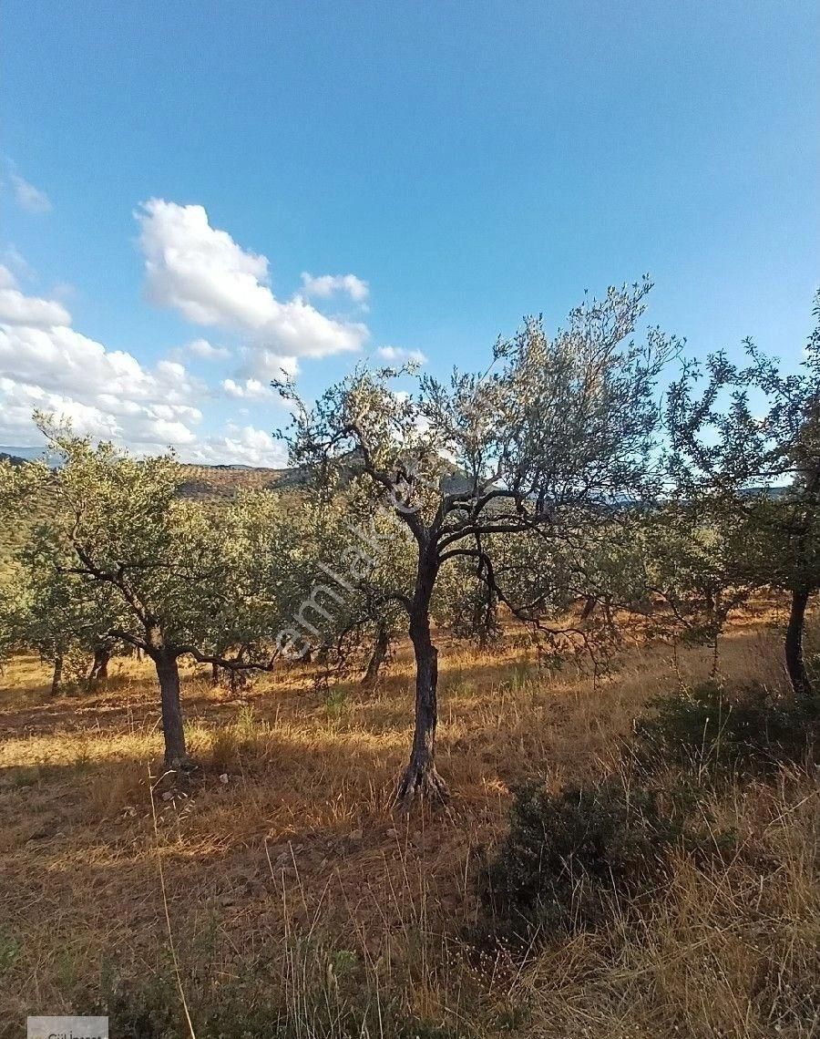Burhaniye Pelitköy De Satılık Zeytinlik
