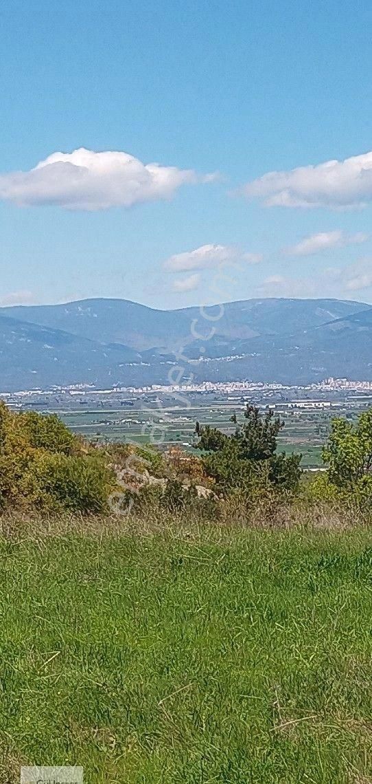 Burhaniye Çallı Mah. Satılık Tarla - Görsel 15
