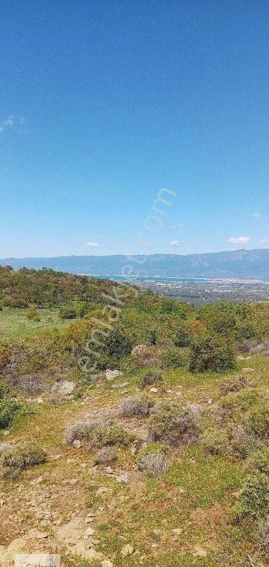 Burhaniye Çallı Mah. Satılık Tarla - Görsel 9