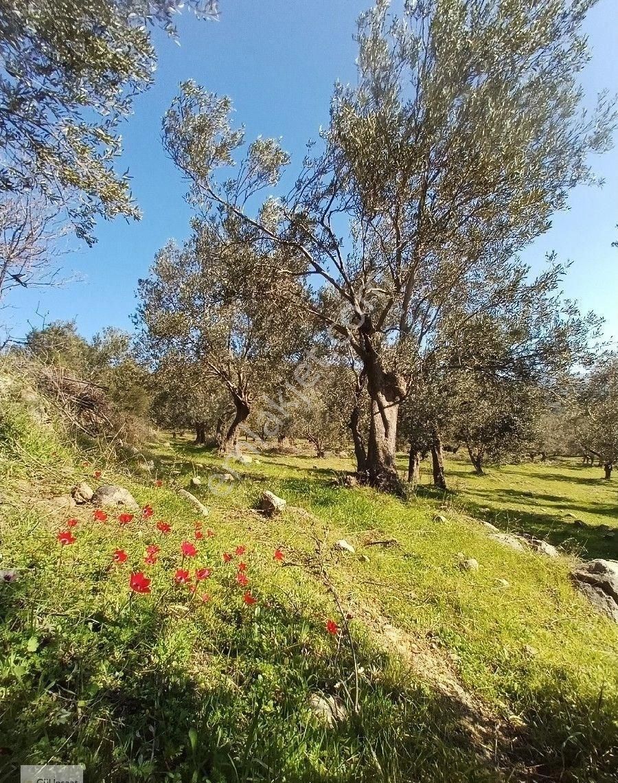 Burhaniye Bahadınlı Mahallesi'nde Sahibinden Satılık Zeytinlik - Görsel 25