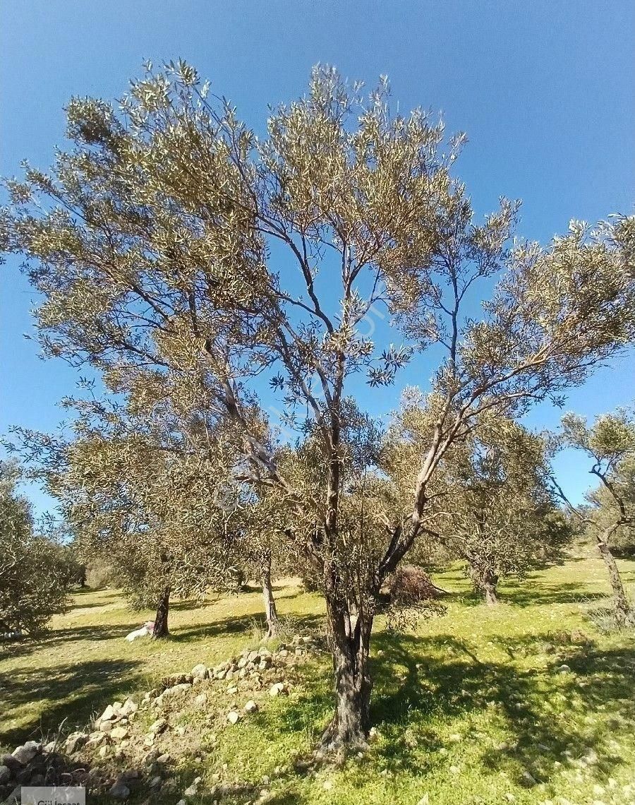 Burhaniye Bahadınlı Mahallesi'nde Sahibinden Satılık Zeytinlik - Görsel 11