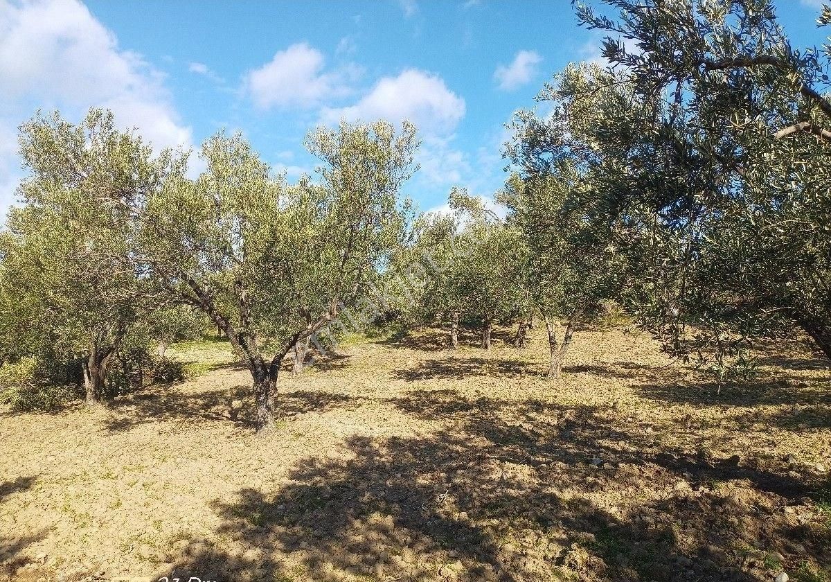 Burhaniye Bahadınlı Mahallesi'nde Sahibinden Satılık Zeytinlik