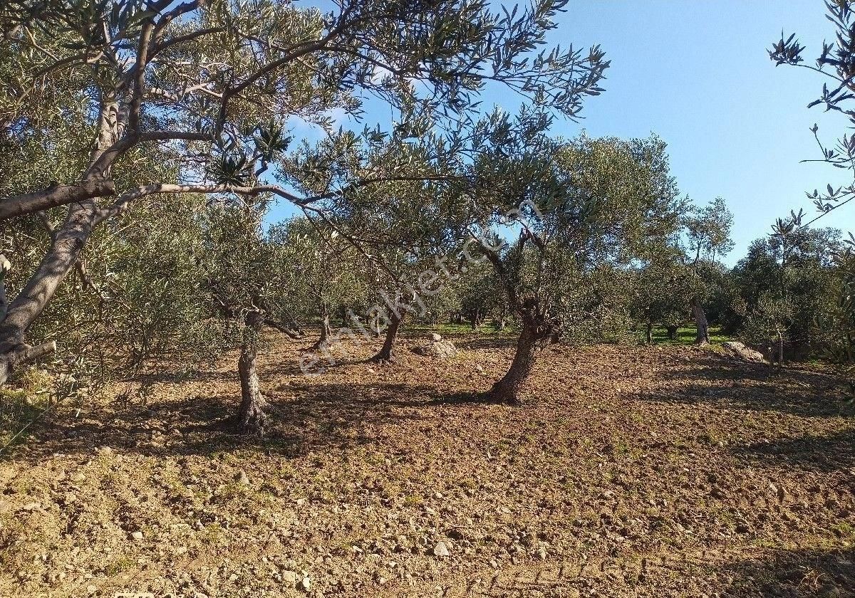Burhaniye Bahadınlı Mahallesi'nde Sahibinden Satılık Zeytinlik - Görsel 12