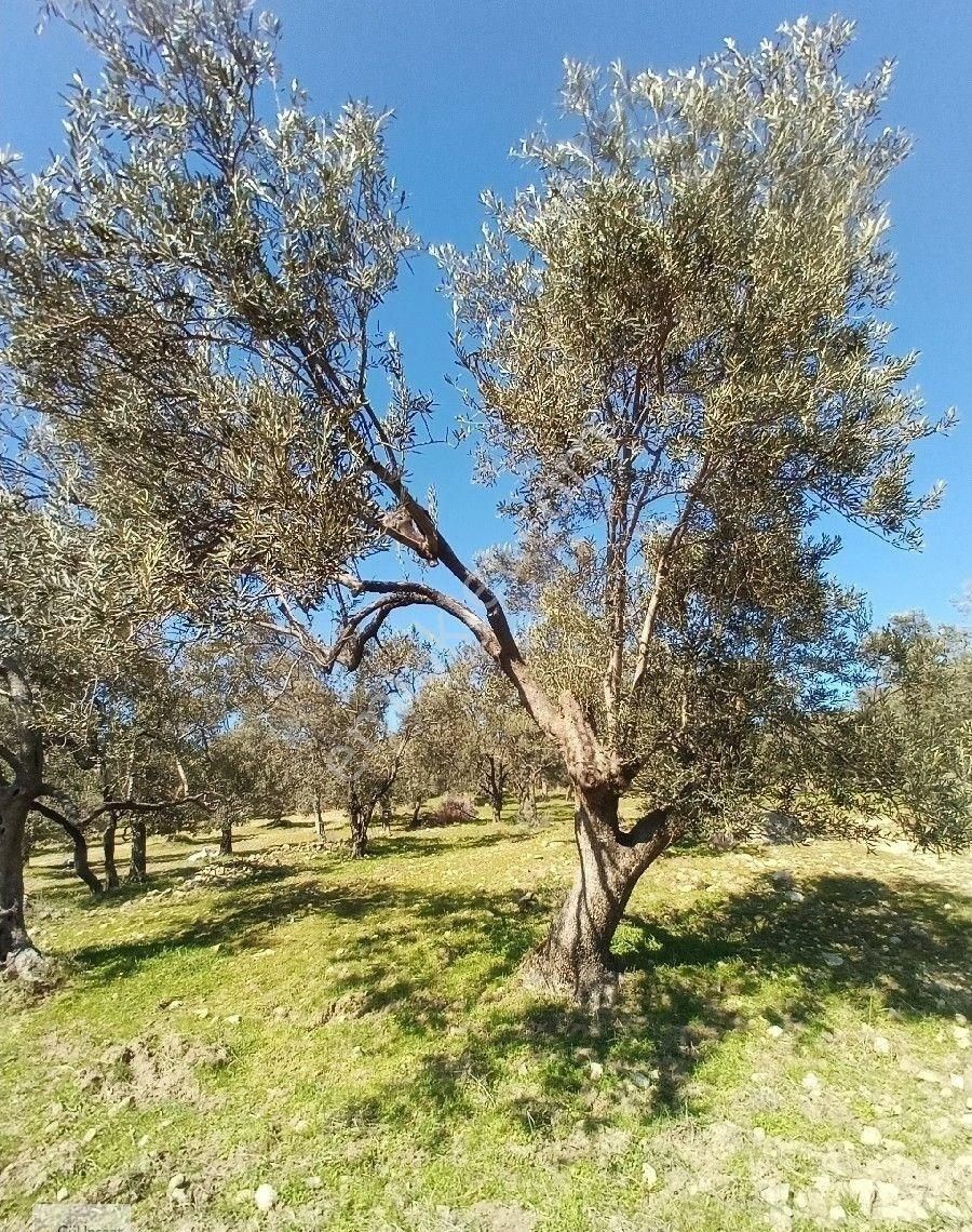Burhaniye Bahadınlı Mahallesi'nde Sahibinden Satılık Zeytinlik - Görsel 35