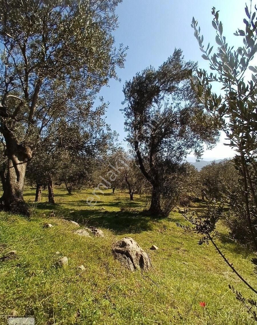 Burhaniye Bahadınlı Mahallesi'nde Sahibinden Satılık Zeytinlik - Görsel 27