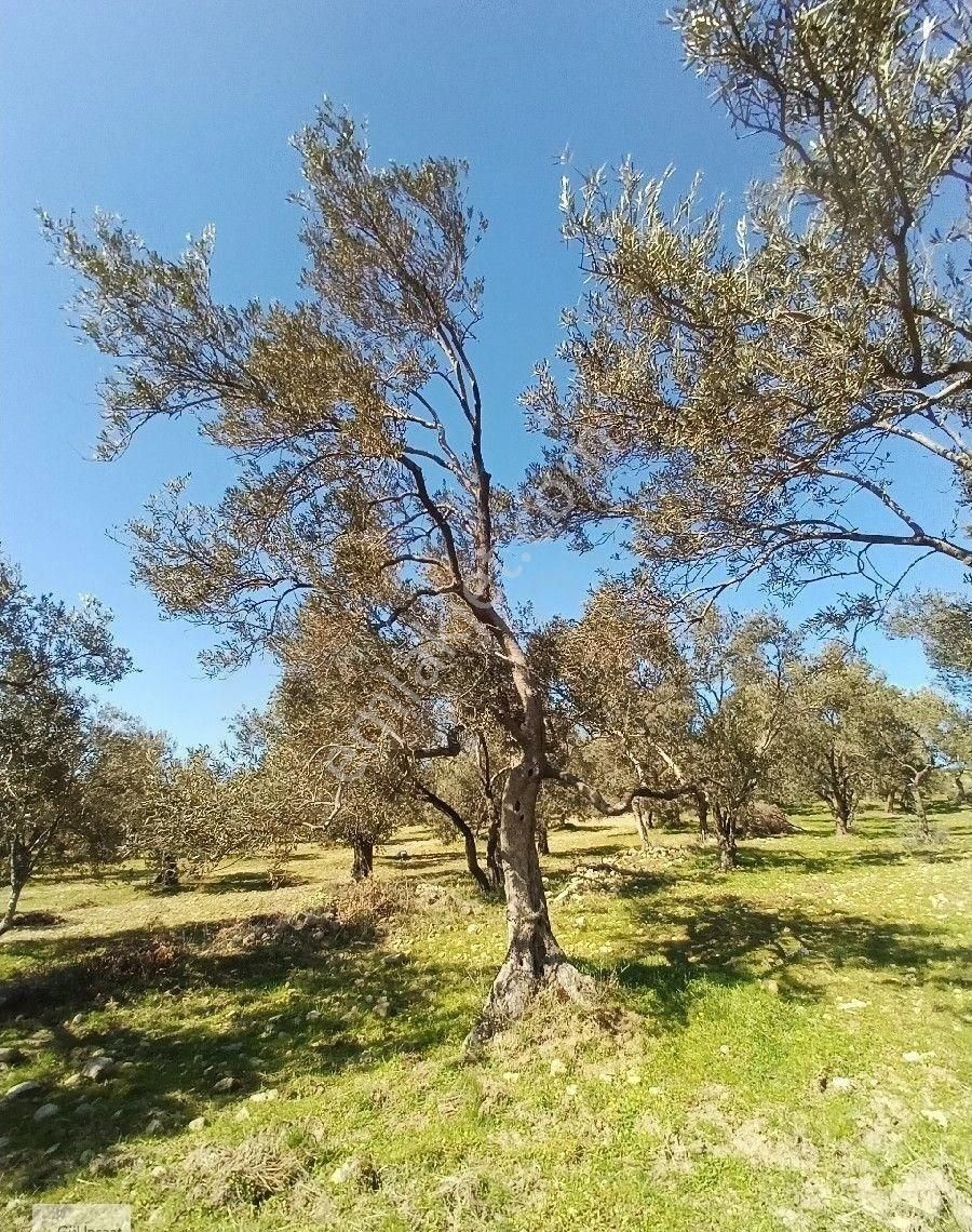 Burhaniye Bahadınlı Mahallesi'nde Sahibinden Satılık Zeytinlik - Görsel 3