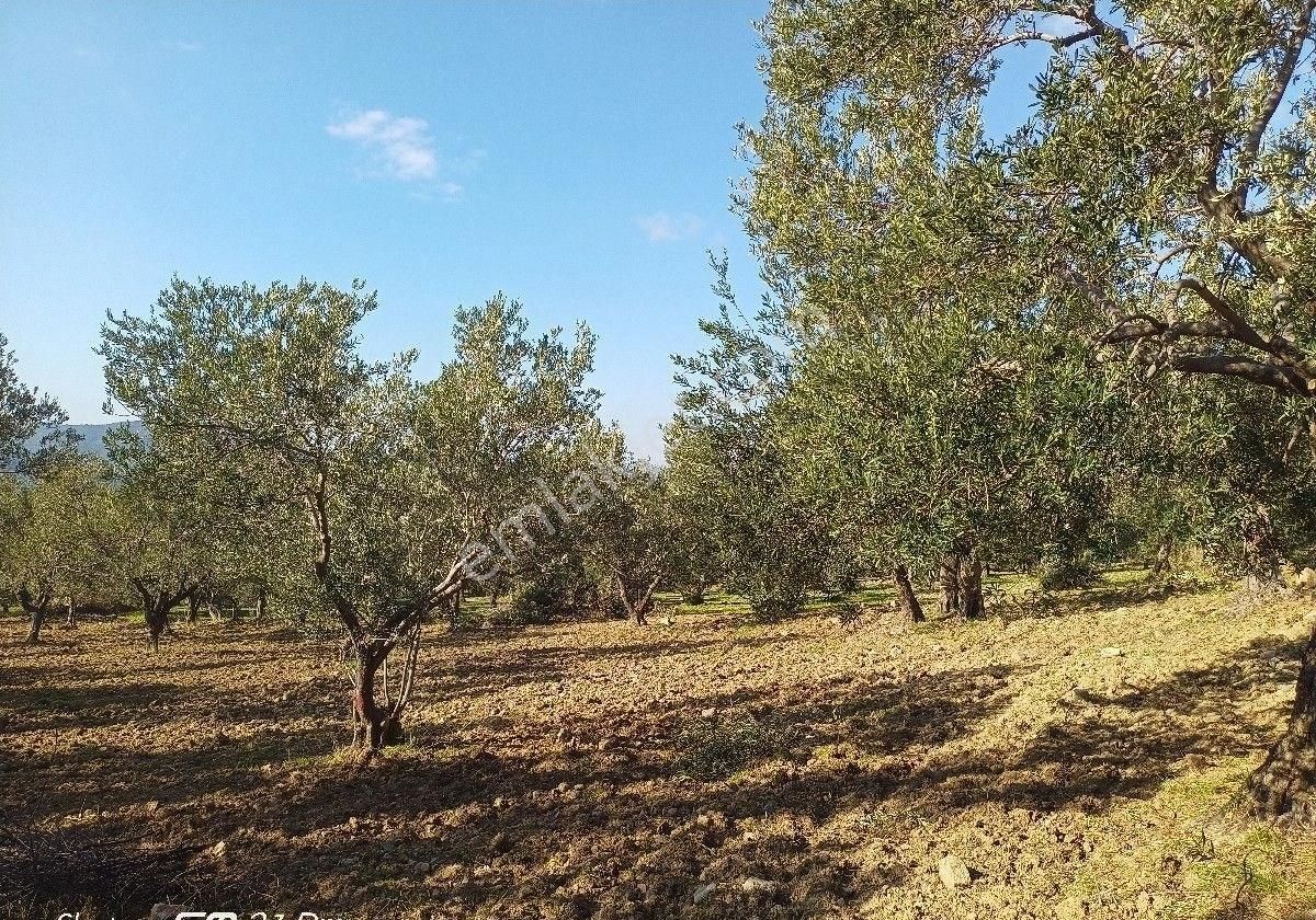 Burhaniye Bahadınlı Mahallesi'nde Sahibinden Satılık Zeytinlik - Görsel 8